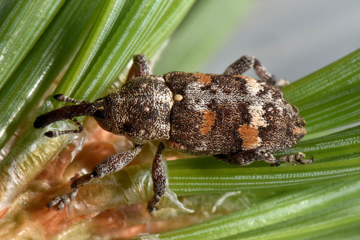 Curculionidae: Pissodes castaneus? S, a confronto con P. validirostris